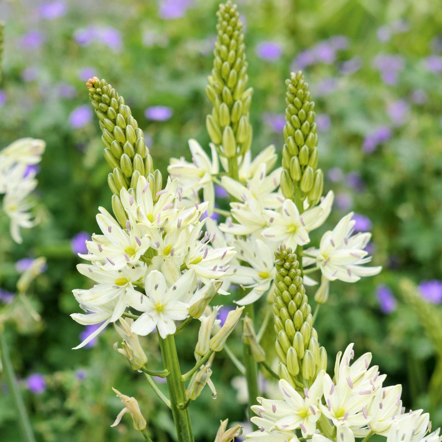 Lis des steppes, Leichtlinii Alba